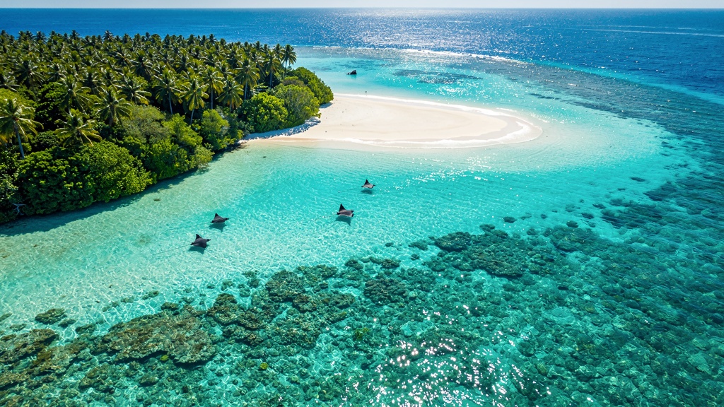 Shallow turquoise Hanifaru Bay with manta rays