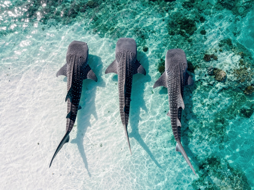 Aerial top-down view of three whale sharks feeding in shallow Maldives water