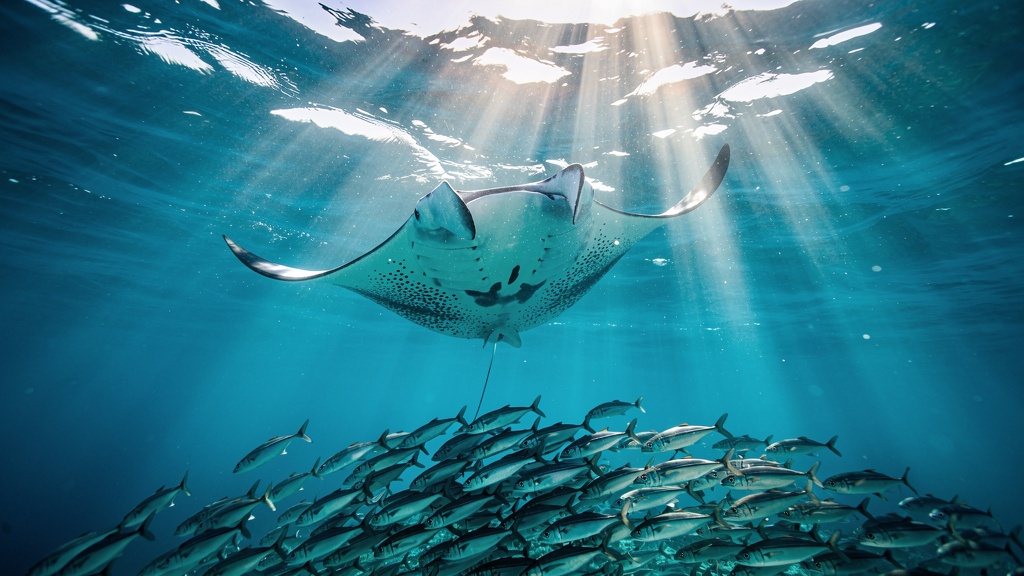 Underwater view of a manta ray gliding with sunbeams filtering down